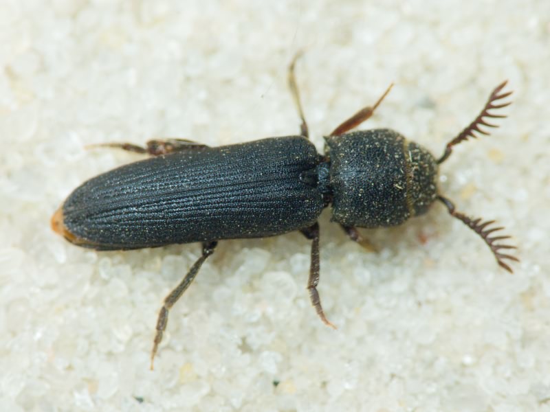 Melasis buprestoides (Linnaeus, 1761)